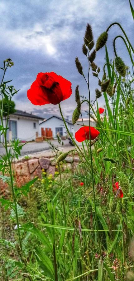 Ferienhaus Sonnenwind Am Hainer See Neukieritzsch ภายนอก รูปภาพ